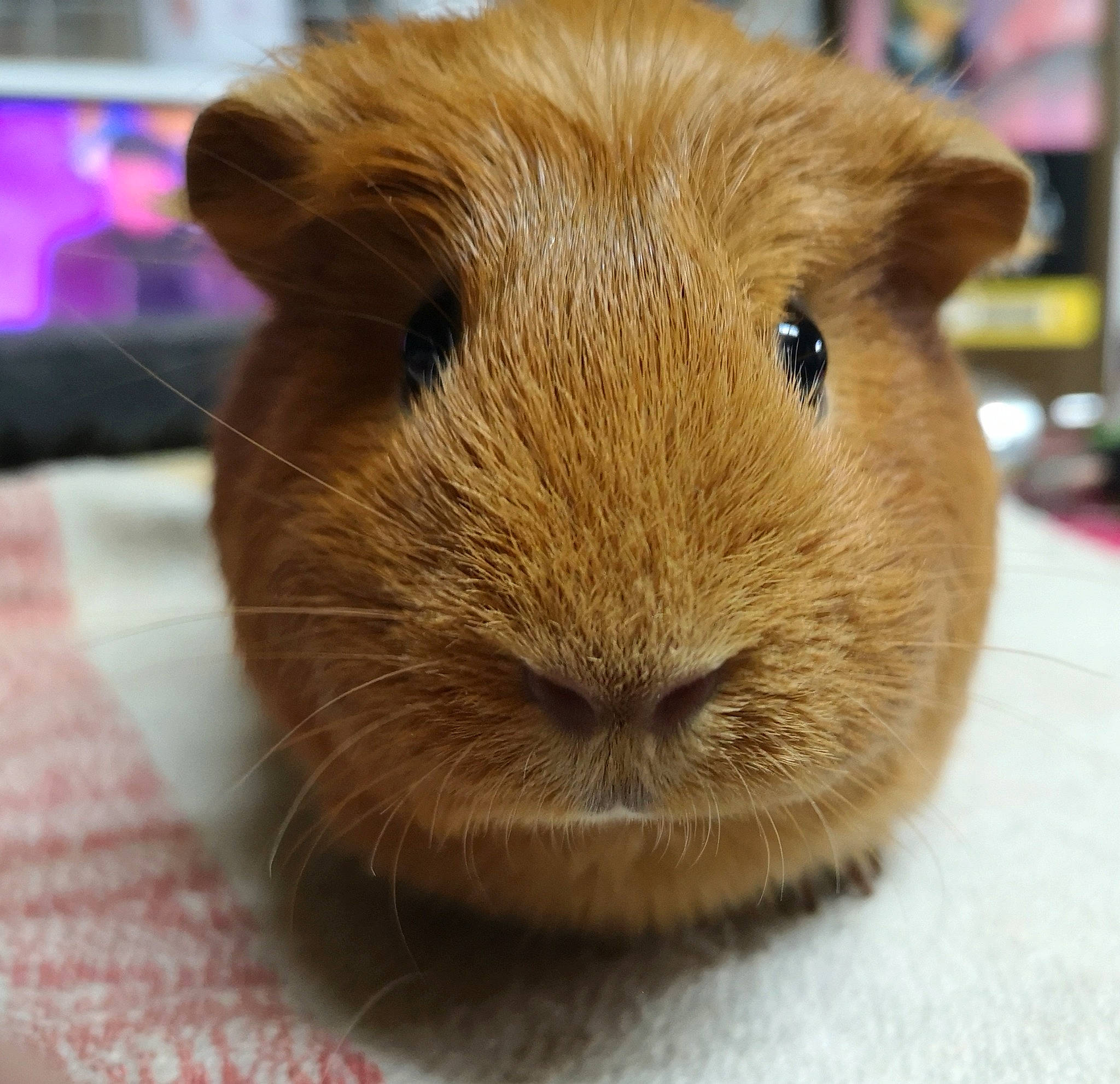 Poppie a rejoint le concours — aidez-le/la à gagner de superbes lots ! fawn, gerbil, guinea_pig, mammal, muridae, rodent, snout, whiskers