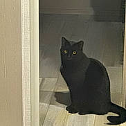 Midnight is registered to the contest to win money with this photo: animal, black_cat, cat, curious, dim_light, domestic_cat, door_frame, feline, floor, home, indoor, mammal, night, pet, quiet, shadow, sitting, stillness, wooden_floor, yellow_eyes