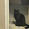 animal, black_cat, cat, curious, dim_light, domestic_cat, door_frame, feline, floor, home, indoor, mammal, night, pet, quiet, shadow, sitting, stillness, wooden_floor, yellow_eyes