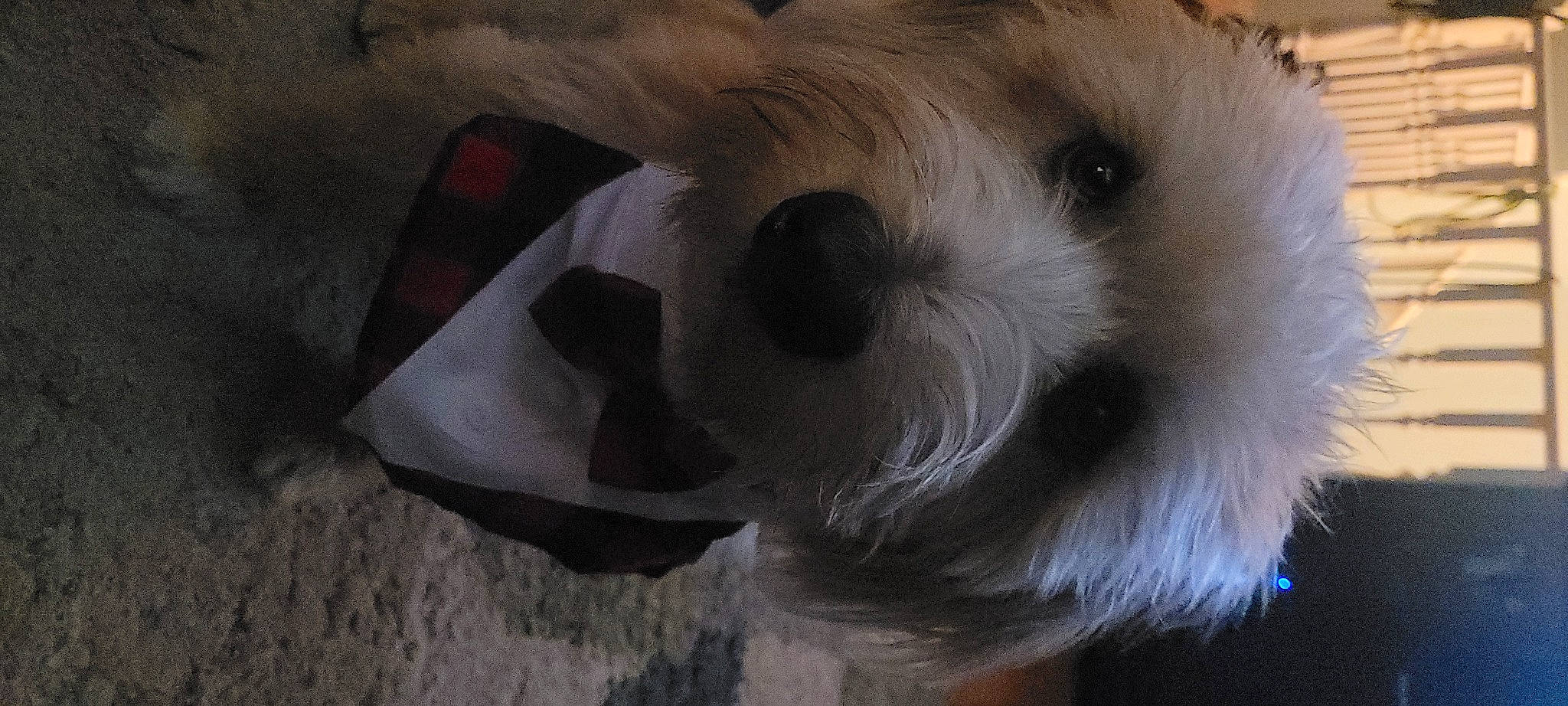 Bruce The Boss Elliot is registered to the contest to win money with this photo: bear, canidae, carnivore, cockatoo, companion_dog, dog, dog_breed, fawn, felidae, fur, paw, polar_bear, snout, sporting_group, stuffed_toy, terrestrial_animal, toy, whiskers, wildlife, working_animal