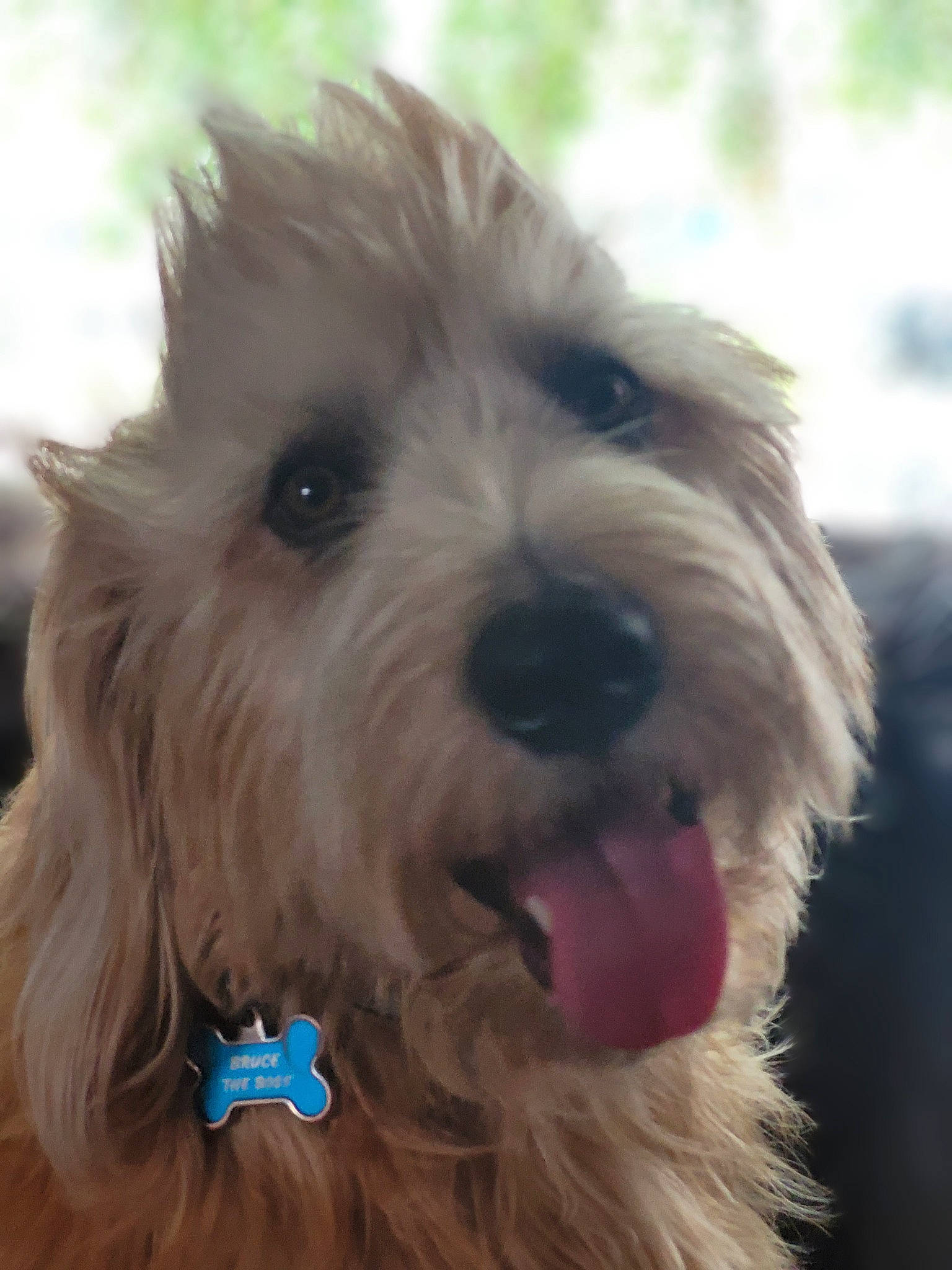 Bruce The Boss Elliot joined the competition — help win amazing prizes! biewer_terrier, canidae, carnivore, cloud, companion_dog, dog, dog_breed, fang, fur, labradoodle, maltepoo, non_sporting_group, puppy, small_terrier, snout, sporting_group, terrier, toy_dog, water_dog, working_animal