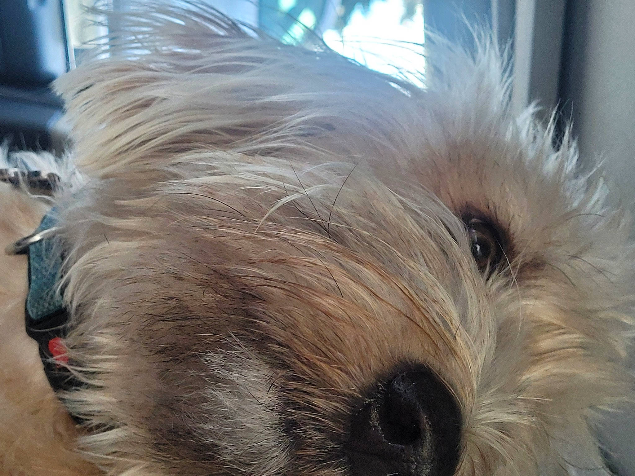 Bruce The Boss Elliot is registered to the contest to win money with this photo: ancient_dog_breeds, biewer_terrier, canidae, carnivore, companion_dog, dog, dog_breed, fur, liver, maltepoo, non_sporting_group, puppy, small_terrier, snout, sporting_group, terrier, toy_dog, whiskers, working_animal