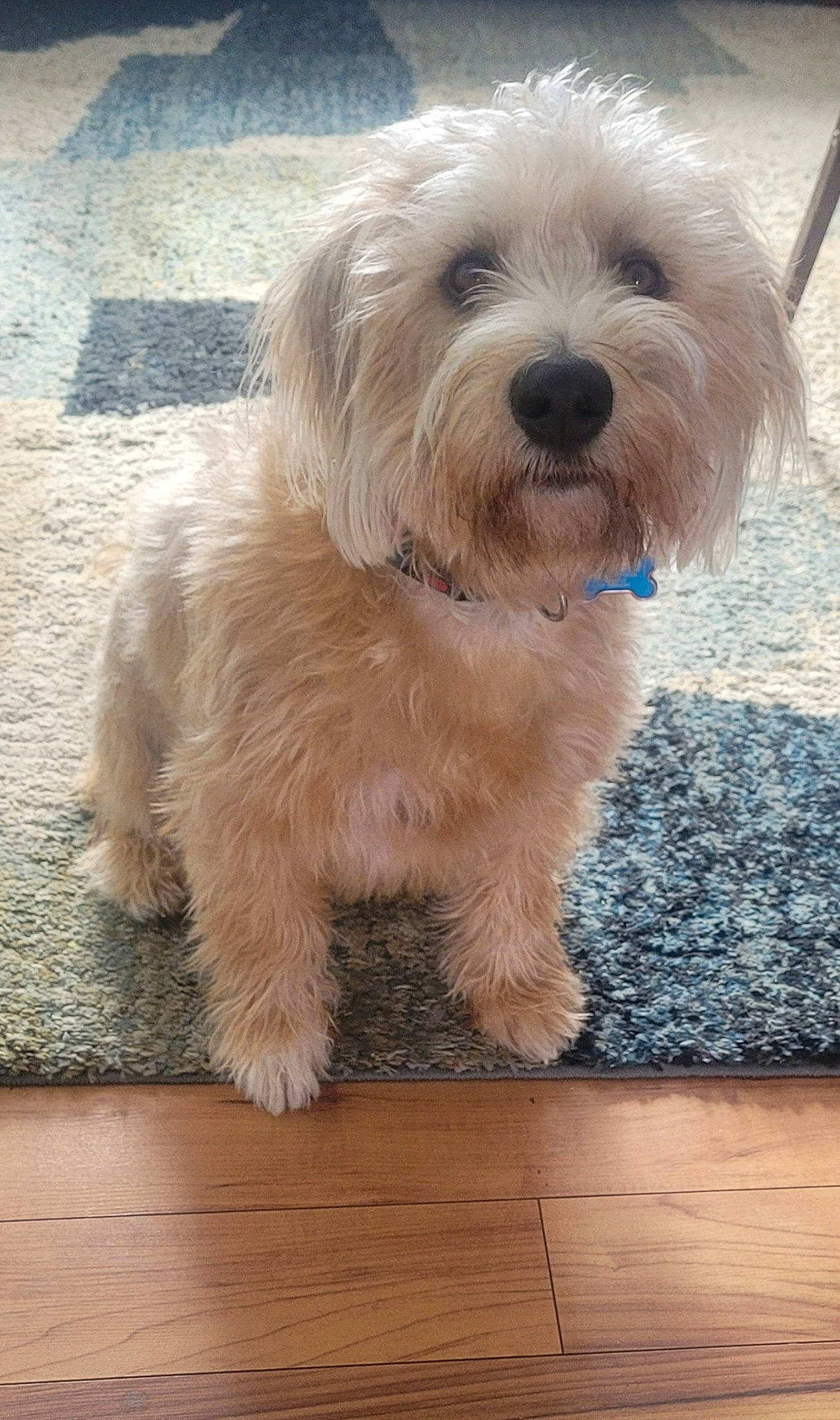 Bruce The Boss Elliot is registered to the contest to win money with this photo: canidae, carnivore, companion_dog, dog, dog_breed, flooring, fur, hardwood, plank, small_terrier, snout, tail, terrier, toy_dog, varnish, water_dog, wood, wood_flooring, wood_stain, working_animal