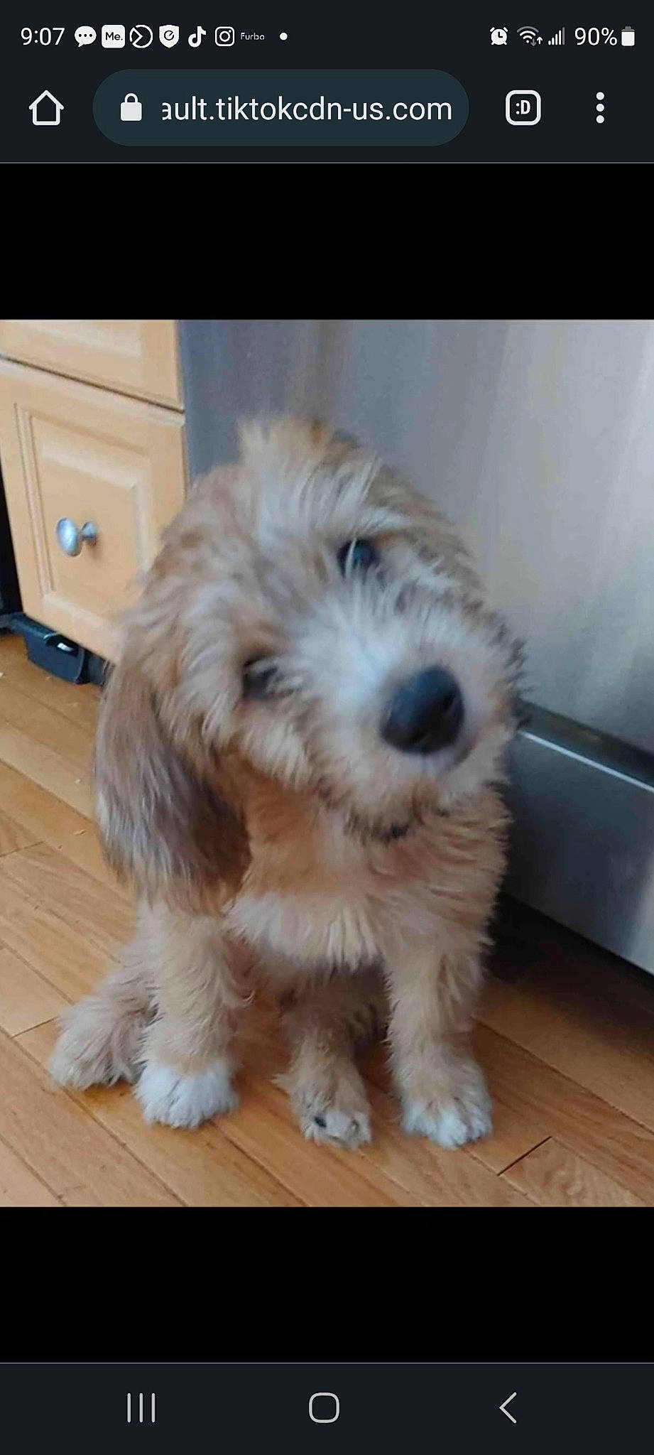 Bruce The Boss Elliot is registered to the contest to win money with this photo: cabinetry, canidae, carnivore, companion_dog, dog, dog_breed, drawer, flooring, fur, hardwood, laminate_flooring, maltepoo, small_terrier, snout, sporting_group, terrier, toy_dog, water_dog, wood, working_animal