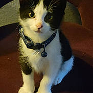 Kodak is registered to the contest to win money with this photo: adorable, bell, black_and_white, cat, chair, closeup, collar, curious, domestic_cat, eyes, fur, indoor, kitten, looking_at_camera, paws, pet, portrait, sitting, tuxedo_cat, whiskers