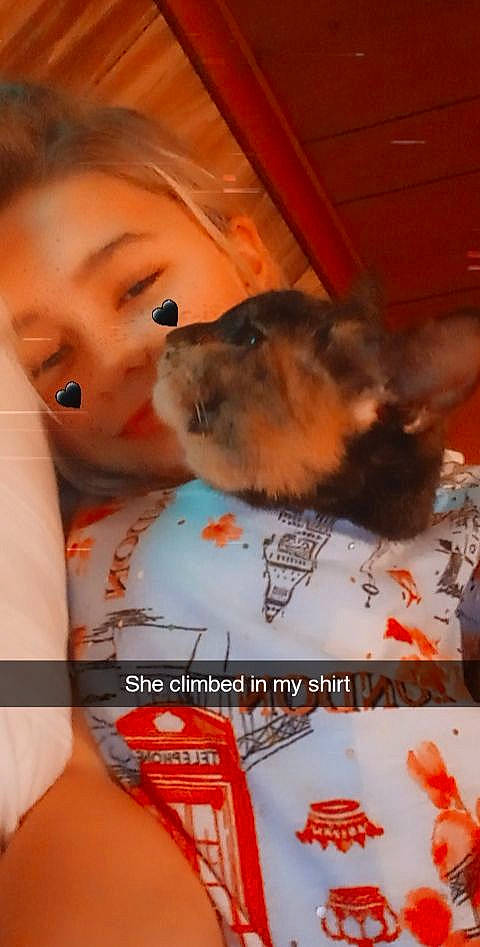 Stripes joined the competition — help win amazing prizes! carnivore, child, companion_dog, dog, dog_breed, ear, eyelash, fawn, fur, happy, jaw, mammal, mouth, muscle, nose, photo_caption, room, snout, sporting_group, toddler