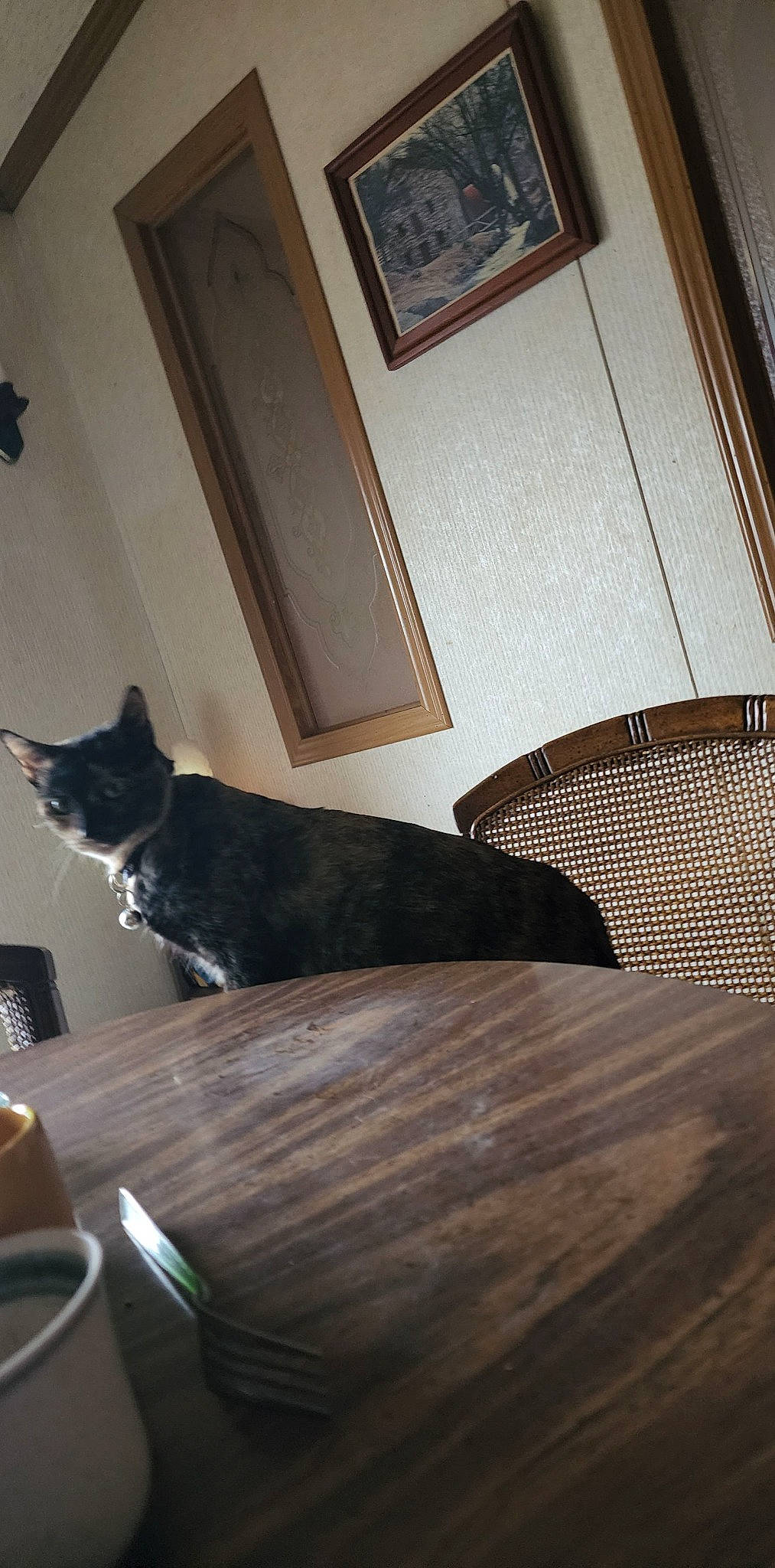 Stripes is registered to the contest to win money with this photo: carnivore, cat, comfort, domestic_short_haired_cat, felidae, floor, flooring, hardwood, interior_design, property, room, shade, small_to_medium_sized_cats, table, tableware, tail, tints_and_shades, whiskers, wood, wood_stain