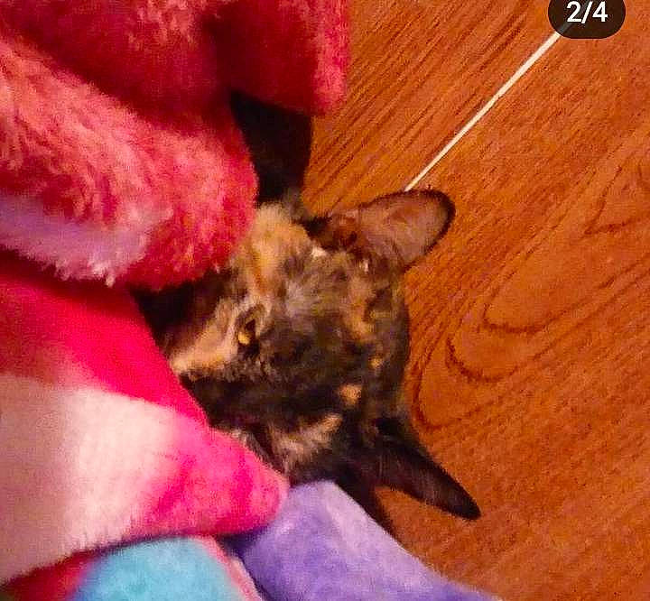 Stripes joined the competition — help win amazing prizes! canidae, carnivore, cat, comfort, companion_dog, dog_breed, domestic_short_haired_cat, ear, fawn, felidae, fur, hardwood, liver, plank, small_to_medium_sized_cats, sporting_group, varnish, whiskers, wood, wood_stain