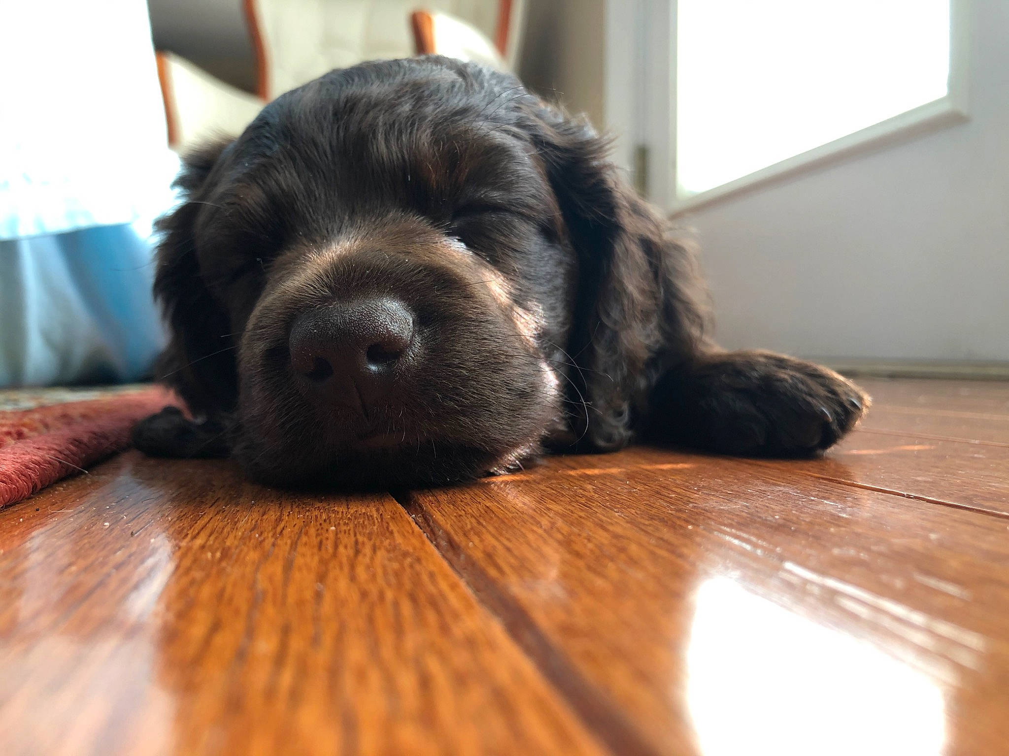 Boone joined the competition — help win amazing prizes! canidae, carnivore, companion_dog, dog, dog_breed, fur, mammal, newfoundland, nose, puppy, snout, spaniel, sporting_group, vertebrate