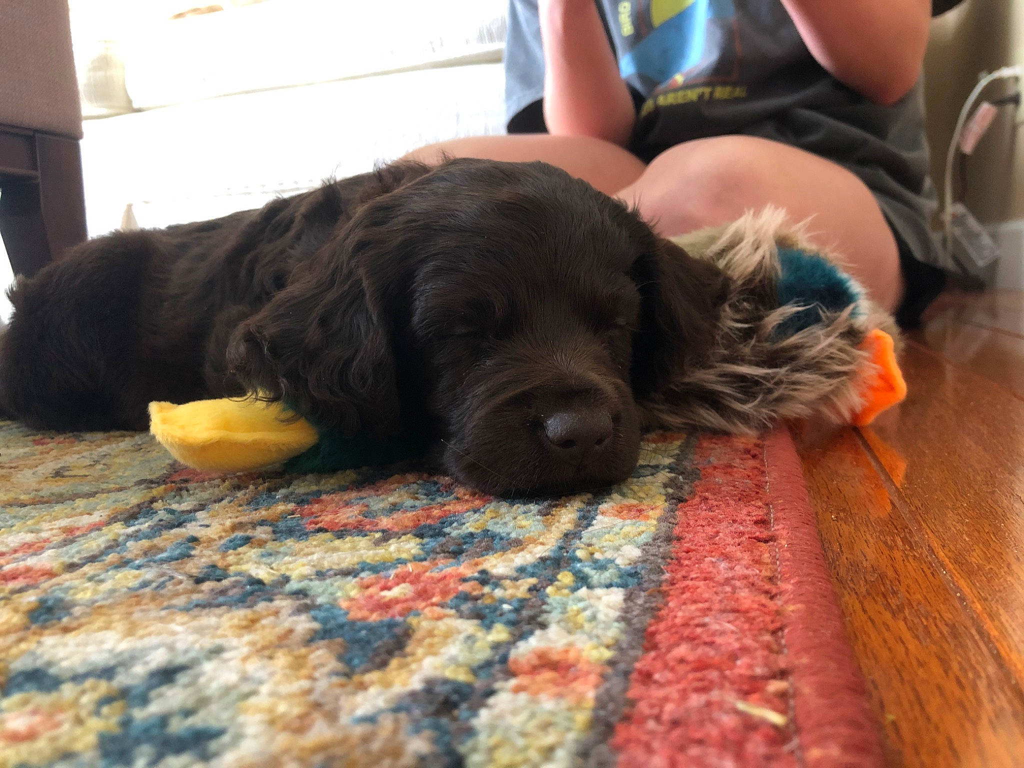 Boone joined the competition — help win amazing prizes! beagador, canidae, carnivore, companion_dog, dog, dog_breed, fawn, flat_coated_retriever, mammal, puppy, sporting_group, vertebrate