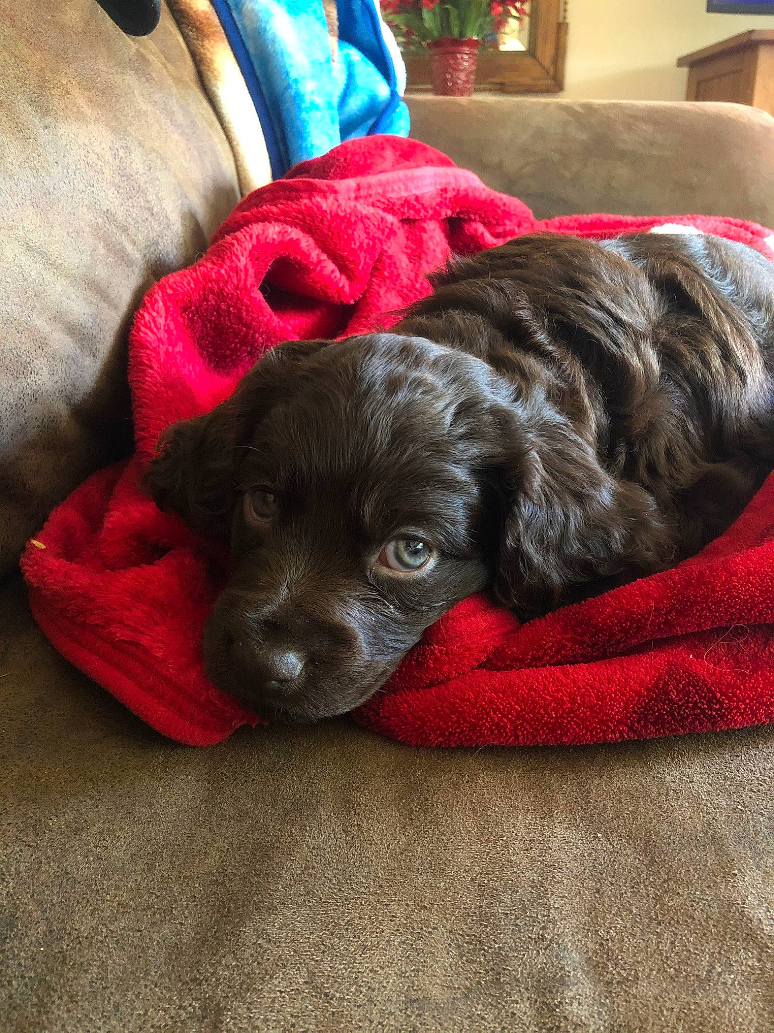 Boone joined the competition — help win amazing prizes! american_cocker_spaniel, blue_picardy_spaniel, bolonka, boykin_spaniel, canidae, carnivore, cavapoo, cockapoo, companion_dog, dog, dog_breed, fur, mammal, puppy, schnoodle, shih_poo, spaniel, sporting_group