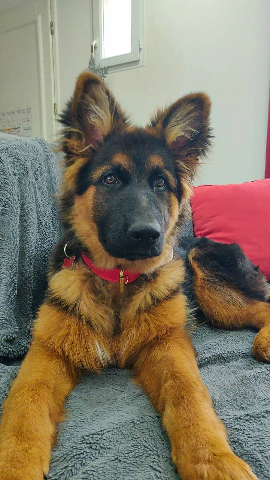 Tiska participe au concours pour gagner de l'argent avec cette photo : bohemian_shepherd, canidae, carnivore, companion_dog, dog, dog_breed, ear, east_european_shepherd, fawn, fur, german_shepherd_dog, giant_dog_breed, guard_dog, herding_dog, king_shepherd, old_german_shepherd_dog, snout, sporting_group, terrestrial_animal, working_dog