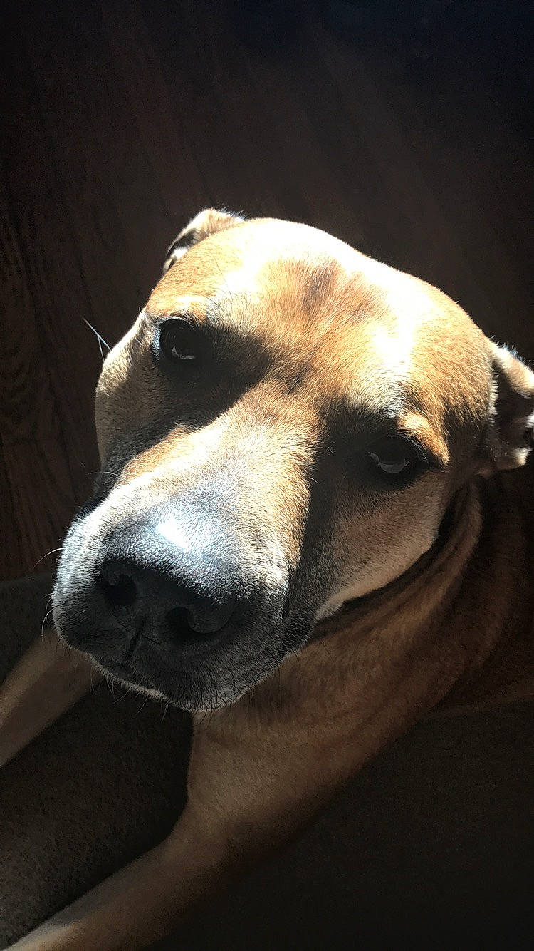 Mac joined the competition — help win amazing prizes! black_mouth_cur, canidae, carnivore, dog, dog_breed, fawn, mammal, nose, snout, sporting_group, vertebrate, whiskers