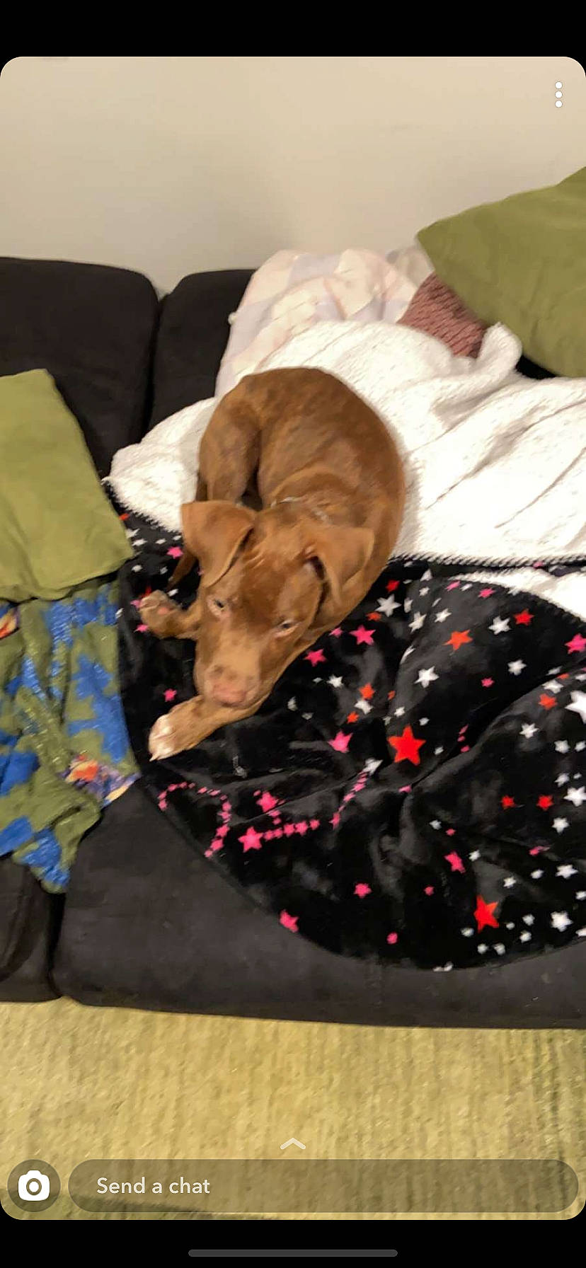 Chico is registered to the contest to win money with this photo: blanket, canidae, carnivore, comfort, dog, dog_bed, dog_breed, fawn, furniture, greyhound, italian_greyhound, linens, lurcher, pointing_breed, sporting_group, vizsla, weimaraner