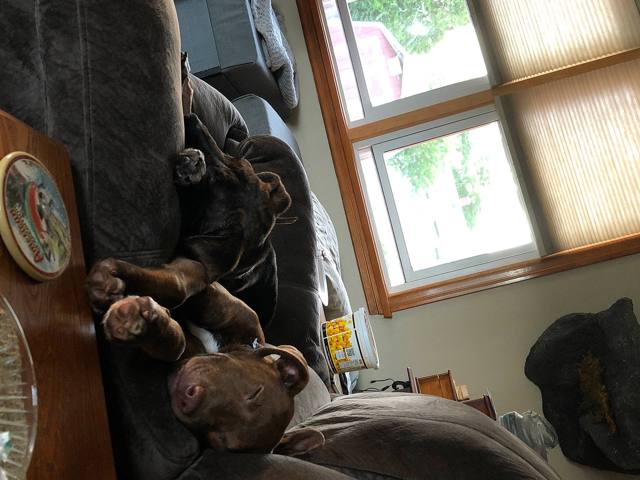 Chico is registered to the contest to win money with this photo: