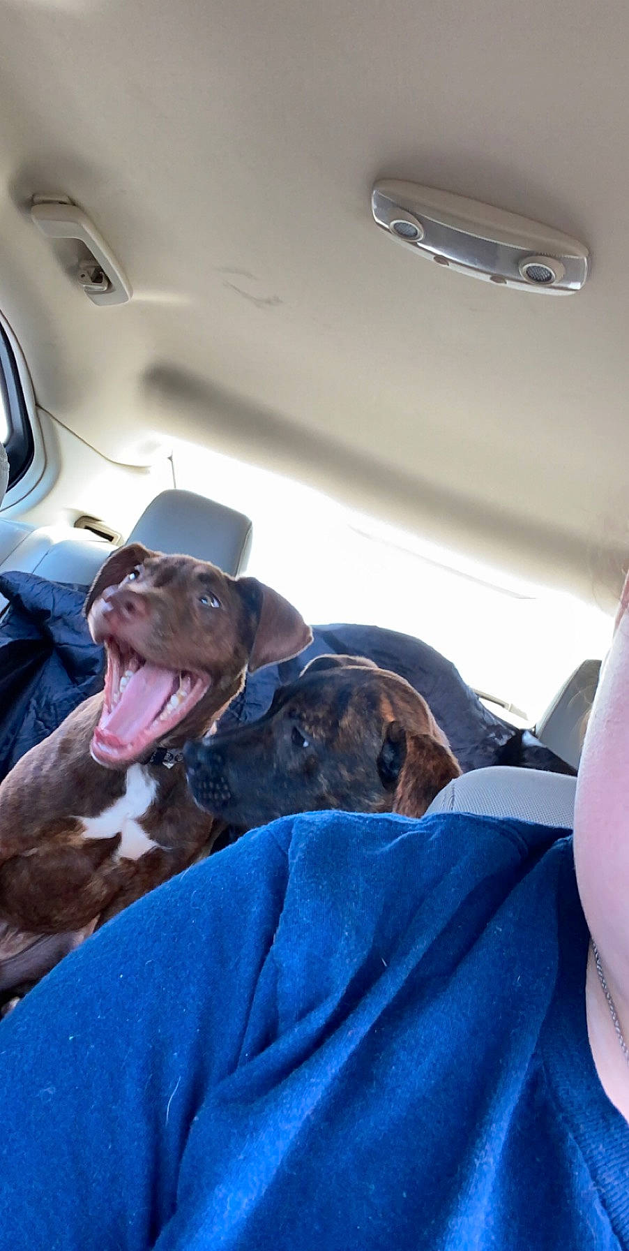 Chico joined the competition — help win amazing prizes! american_bulldog, american_pit_bull_terrier, canidae, carnivore, dog, dog_breed, fawn, non_sporting_group, pit_bull, snout, sporting_group, staffordshire_bull_terrier