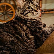 Havoc joined the competition — help win amazing prizes! animal, brown, cat, chair, closeup, curious, cute, domestic_animal, ears, feline, fur, indoor, mammal, pet, portrait, relaxed, striped, tabby_cat, whiskers, wooden_wheel