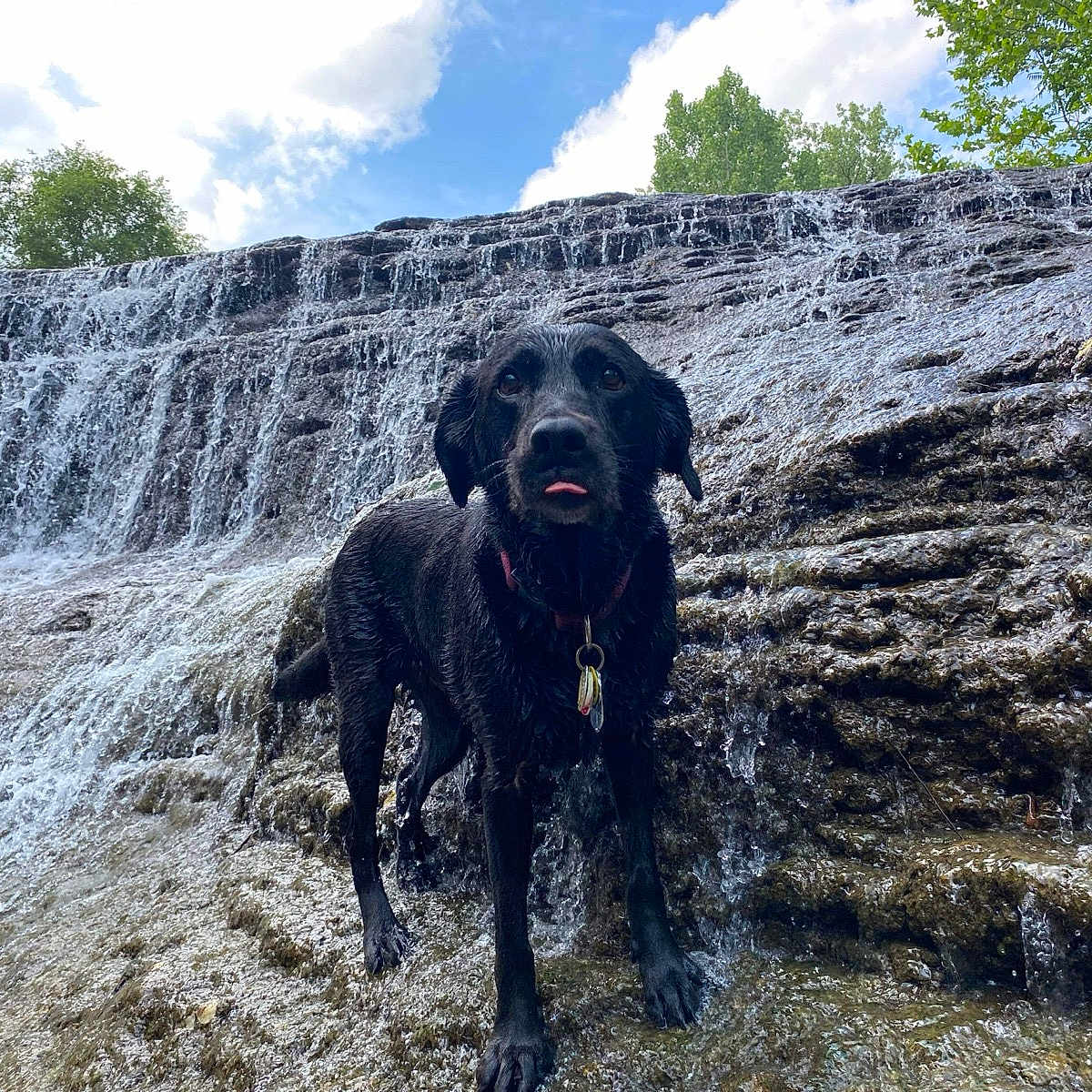 Vixen joined the competition — help win amazing prizes! animal, bathing, canine, dog, grass, labradorretriever, land, nature, outdoors, pet, plant, pointer, puppy, rainforest, rock, tree, vegetation, water, waterfall, wilderness