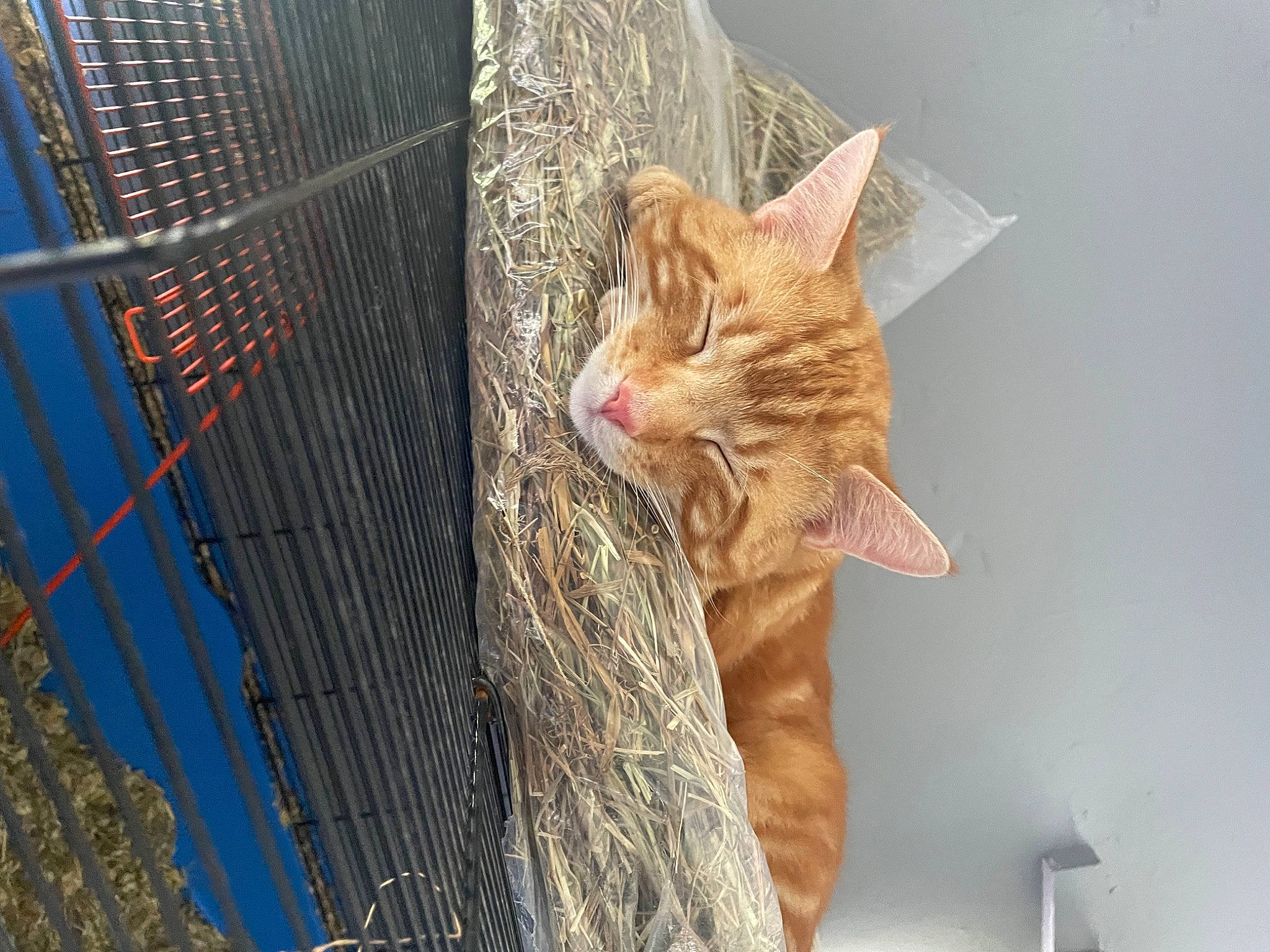 Eddie is registered to the contest to win money with this photo: animal_shelter, carnivore, cat, domestic_short_haired_cat, fawn, felidae, fence, fur, iris, mesh, pet_supply, small_to_medium_sized_cats, snout, tail, tree, whiskers, window, wire, wire_fencing, wood