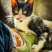 Aubrac a rejoint le concours — aidez-le/la à gagner de superbes lots ! cat, kitten, black_and_white, yellow_eyes, sneaker, shoe, footwear, jeans, denim, whiskers, ears, paw, close_up, indoor, blurred_background, pet, animal, curious, texture, soft_light