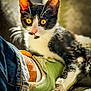 cat, kitten, black_and_white, yellow_eyes, sneaker, shoe, footwear, jeans, denim, whiskers, ears, paw, close_up, indoor, blurred_background, pet, animal, curious, texture, soft_light