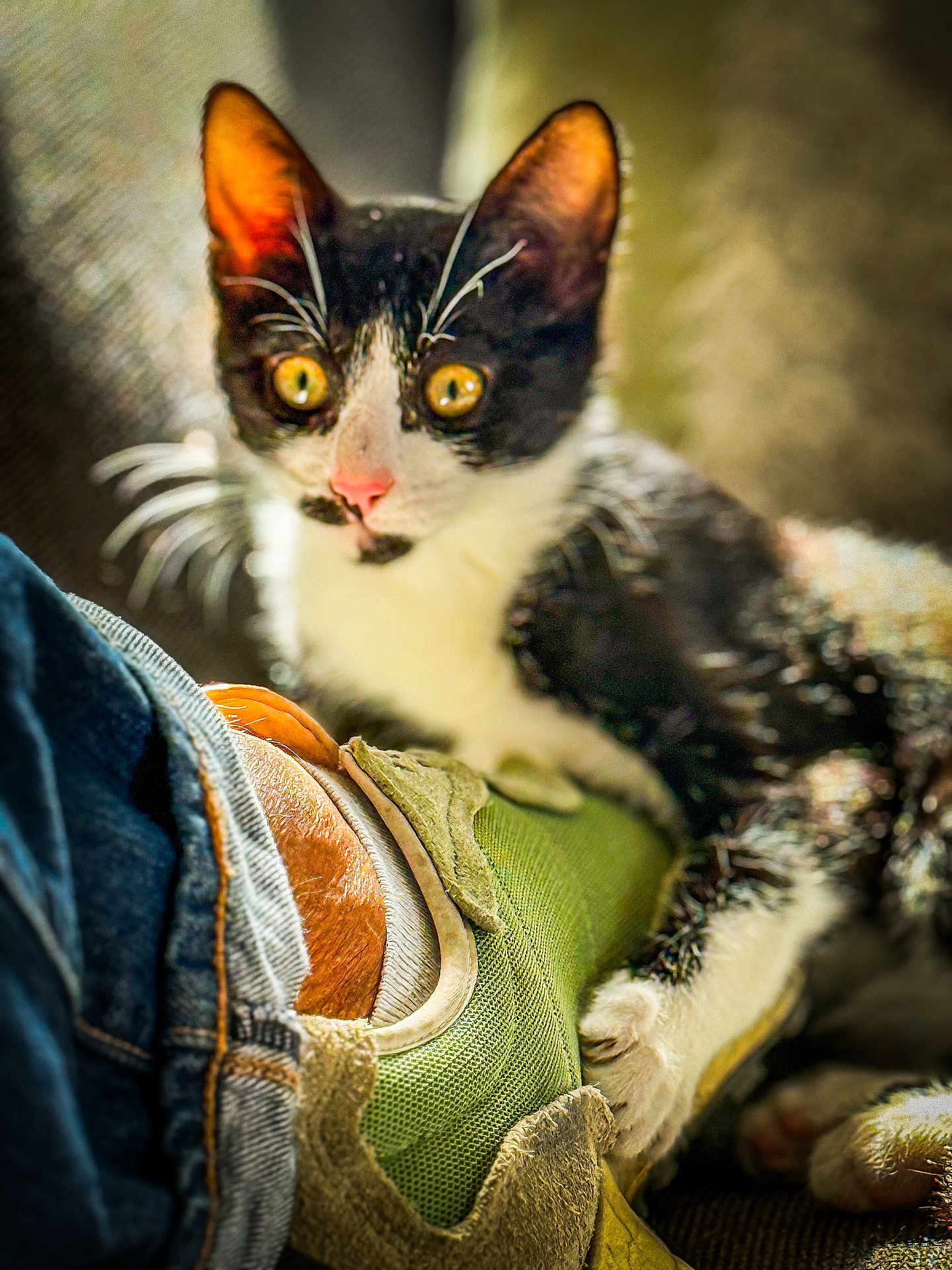 Aubrac a rejoint le concours — aidez-le/la à gagner de superbes lots ! cat, kitten, black_and_white, yellow_eyes, sneaker, shoe, footwear, jeans, denim, whiskers, ears, paw, close_up, indoor, blurred_background, pet, animal, curious, texture, soft_light