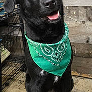 Milli is registered to the contest to win money with this photo: dog, black_dog, bandana, green_bandana, pet, canine, indoor, wooden_wall, floor, sitting, head_tilt, curious, happy, animal, companion, cute, ears, eyes, snout, portrait
