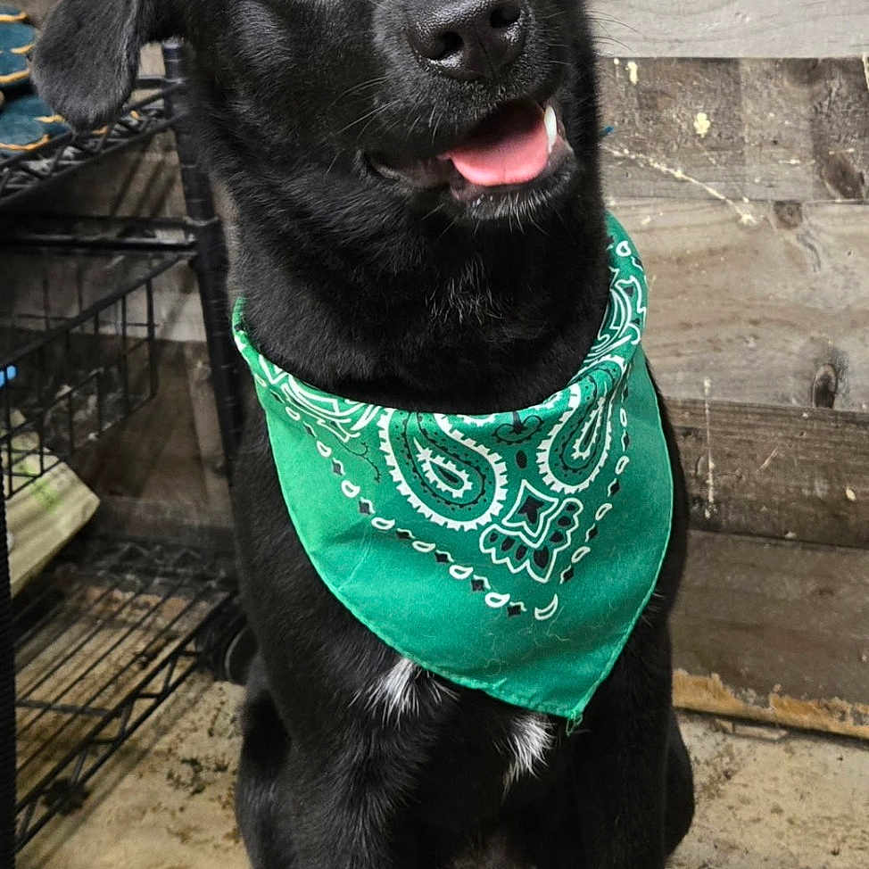 Milli is registered to the contest to win money with this photo: dog, black_dog, bandana, green_bandana, pet, canine, indoor, wooden_wall, floor, sitting, head_tilt, curious, happy, animal, companion, cute, ears, eyes, snout, portrait