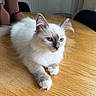 Bianca a rejoint le concours — aidez-le/la à gagner de superbes lots ! cat, kitten, blue_eyes, fluffy, white_fur, table, wooden_table, vase, brown_vase, indoor, pet, animal, feline, curious, resting, fur, close_up, cute, domestic_animal, natural_light
