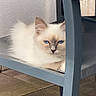 Bianca a rejoint le concours — aidez-le/la à gagner de superbes lots ! cat, blue_eyes, fluffy, white_fur, chair, outdoor, patio, resting, pet, animal, feline, cute, relaxed, looking, sitting, domestic_cat, soft_fur, home, daylight, quiet