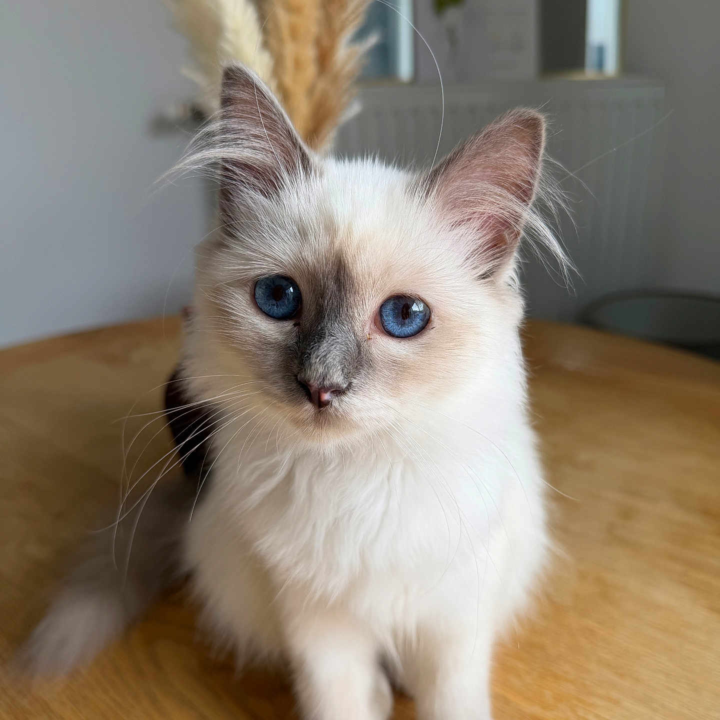 Bianca