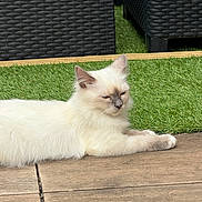 Bianca participe au concours pour gagner de l'argent avec cette photo : cat, white_cat, outdoor, grass, artificial_grass, wooden_deck, furniture, wicker_chair, relaxed, pet, animal, fluffy, sunlight, daytime, resting, closeup, domestic_cat, cute, nature, calm