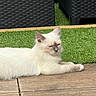 cat, white_cat, outdoor, grass, artificial_grass, wooden_deck, furniture, wicker_chair, relaxed, pet, animal, fluffy, sunlight, daytime, resting, closeup, domestic_cat, cute, nature, calm