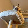 cat, cat_tree, indoor, feline, pet, fluffy, sleepy, perched, cozy, window, blinds, soft_light, fur, animal, resting, domestic_cat, looking_down, home, cute, relaxed