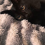Shadow joined the competition — help win amazing prizes! black_cat, kitten, pet, animal, cozy, blanket, soft_texture, fur, indoor, cute, curious, resting, sleepy, young_cat, whiskers, closeup, face, comfort, warm, relaxation