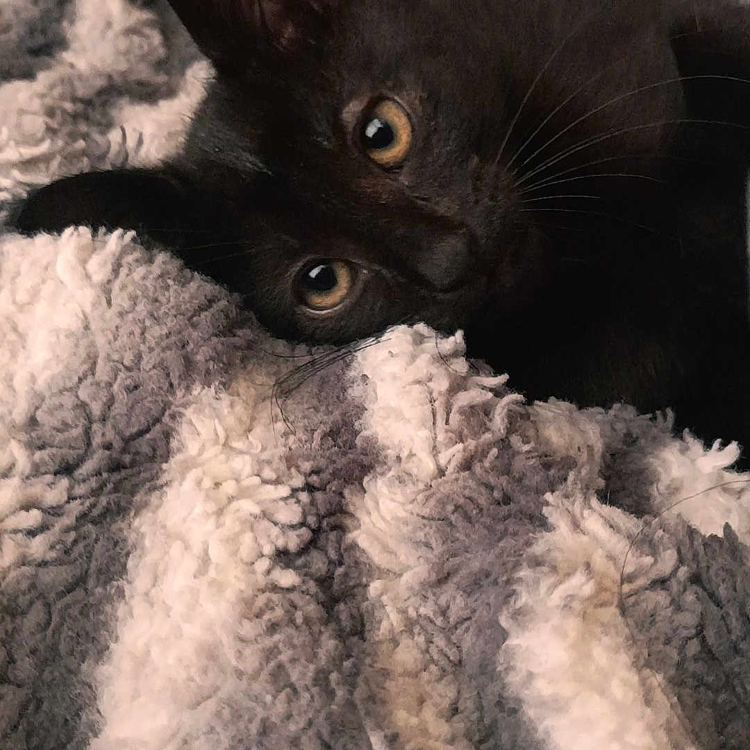 Shadow joined the competition — help win amazing prizes! black_cat, kitten, pet, animal, cozy, blanket, soft_texture, fur, indoor, cute, curious, resting, sleepy, young_cat, whiskers, closeup, face, comfort, warm, relaxation