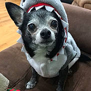 Peeko joined the competition — help win amazing prizes! dog, shark_costume, pet, cute, indoor, living_room, brown_couch, wooden_floor, guitar, fireplace, costume, animal, small_dog, black_and_white_dog, fur, ears, eyes, nose, sitting, looking