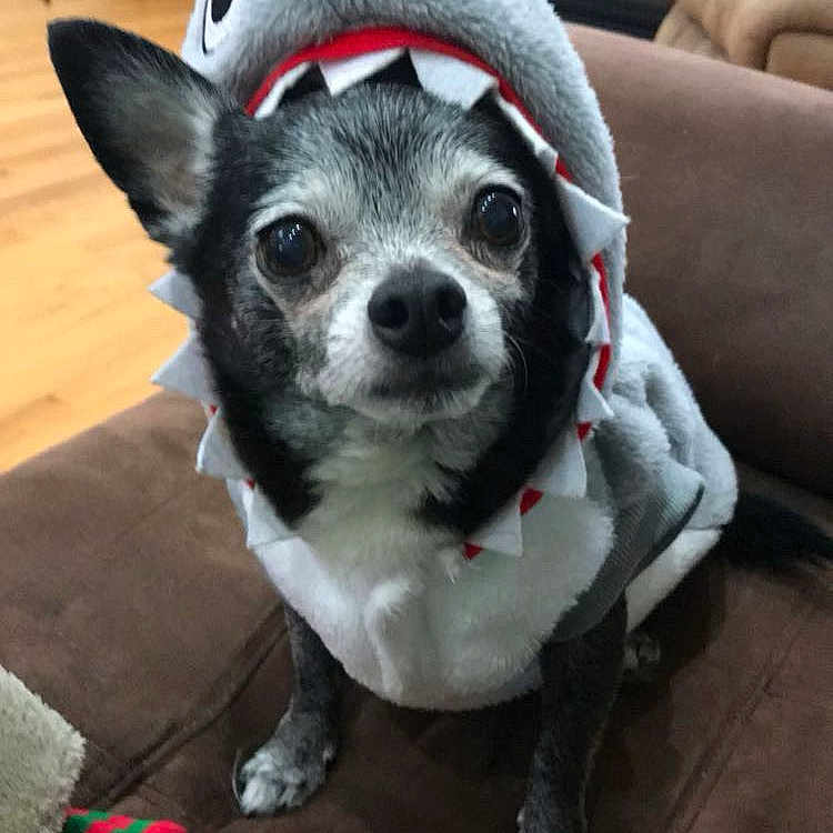 Peeko joined the competition — help win amazing prizes! animal, black_and_white_dog, brown_couch, costume, cute, dog, ears, eyes, fireplace, fur, guitar, indoor, living_room, looking, nose, pet, shark_costume, sitting, small_dog, wooden_floor