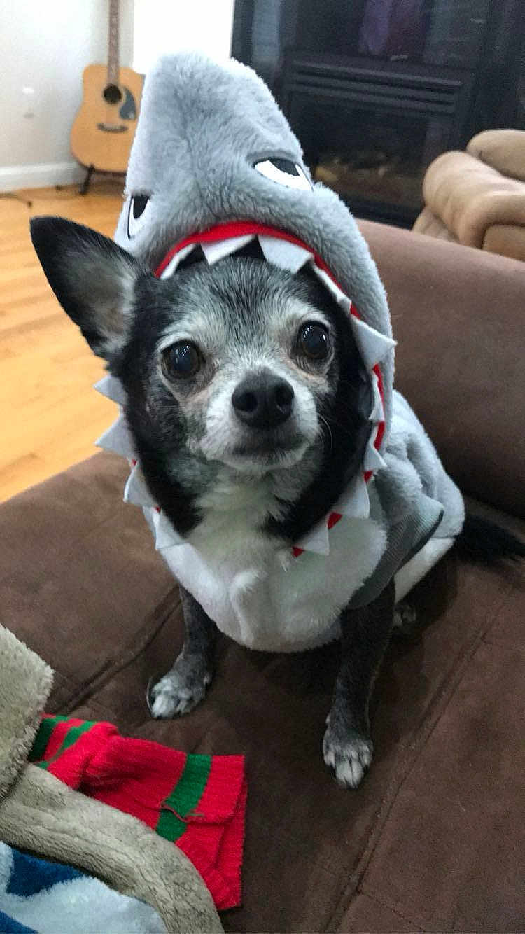 Peeko joined the competition — help win amazing prizes! dog, shark_costume, pet, cute, indoor, living_room, brown_couch, wooden_floor, guitar, fireplace, costume, animal, small_dog, black_and_white_dog, fur, ears, eyes, nose, sitting, looking