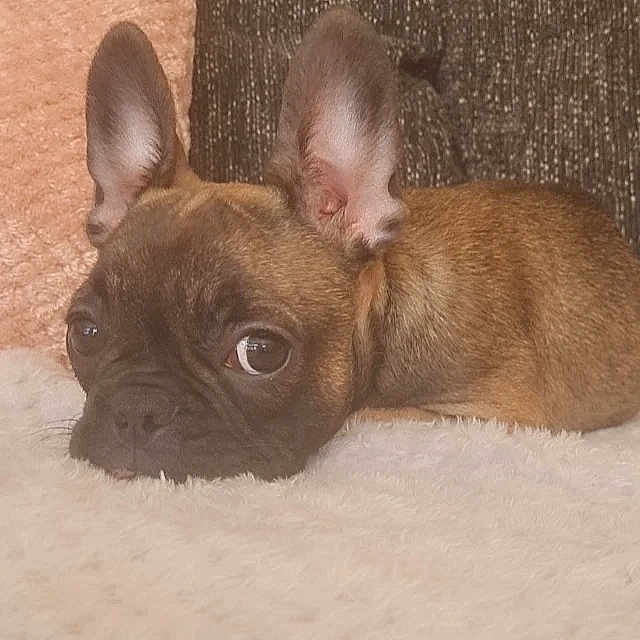 Rosie-bear