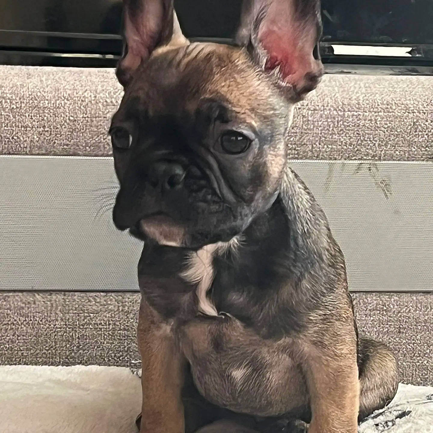 Rosie-bear is registered to the contest to win money with this photo: bulldog, carnivore, collar, companion_dog, dog, dog_breed, dog_collar, ear, eye, fawn, french_bulldog, head, human_body, snout, sporting_group, terrestrial_animal, toy_dog, whiskers, working_animal, wrinkle