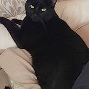 Charlie joined the competition — help win amazing prizes! animal, black_cat, cat, close_up, couch, cozy, domestic_cat, feline, fur, household, indoor, laying_down, looking, mammal, pet, pillow, relaxed, resting, whiskers, yellow_eyes