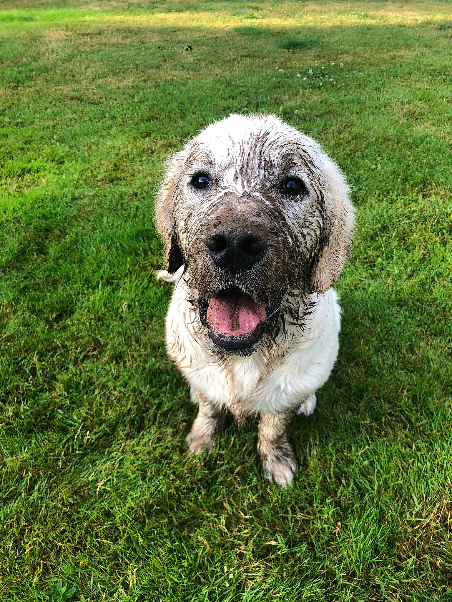 Glacier joined the competition — help win amazing prizes! briquet_griffon_vendeen, canidae, carnivore, dog, dog_breed, glen_of_imaal_terrier, grass, mammal, plant, rare_breed_dog, spinone_italiano, sporting_group, vertebrate