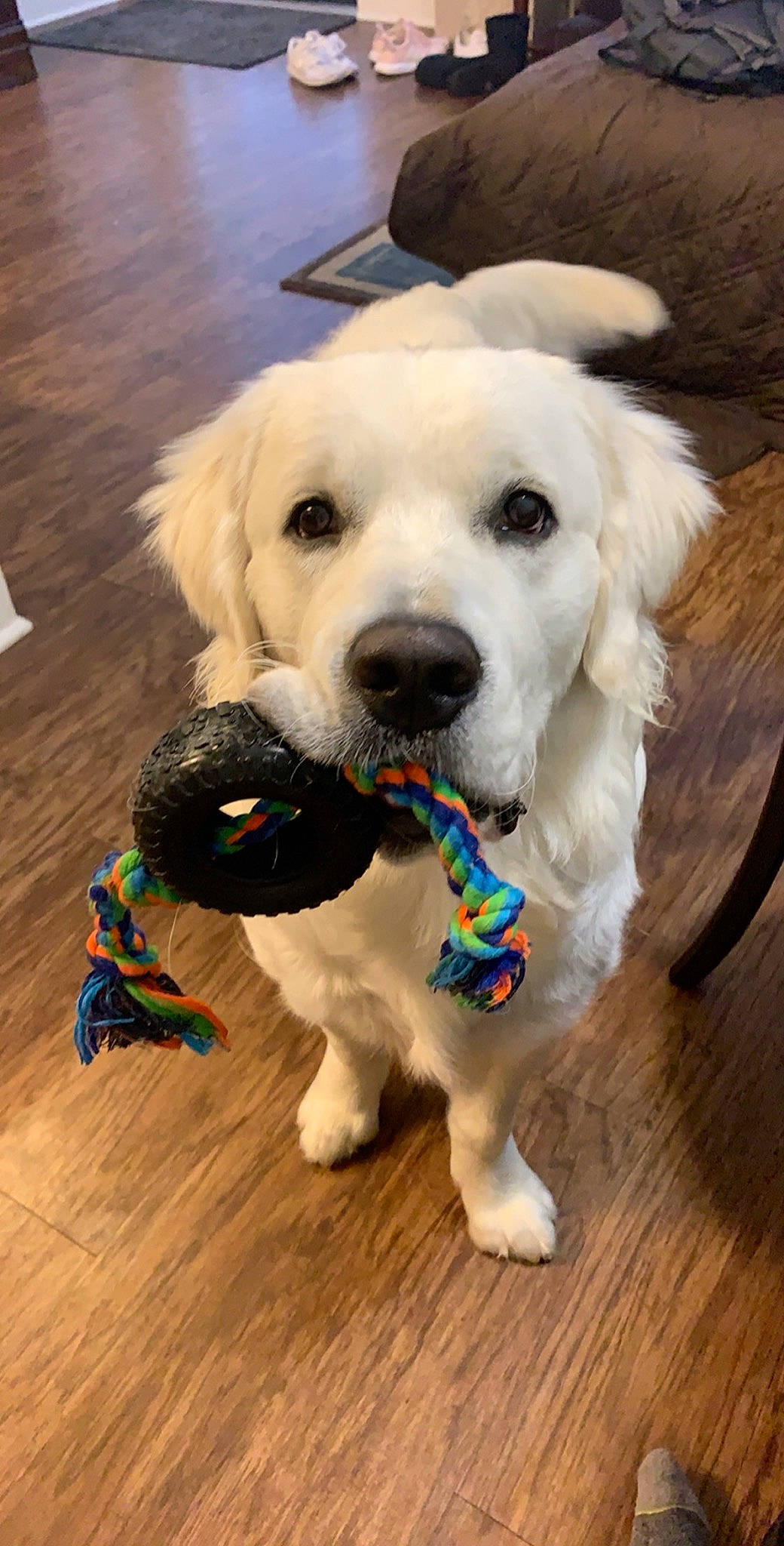 Glacier is registered to the contest to win money with this photo: beagador, canidae, carnivore, companion_dog, dog, dog_breed, dog_clothes, dog_toy, golden_retriever, labrador_retriever, mammal, mucuchies, puppy, puppy_love, rare_breed_dog, retriever, snout, sporting_group, vertebrate