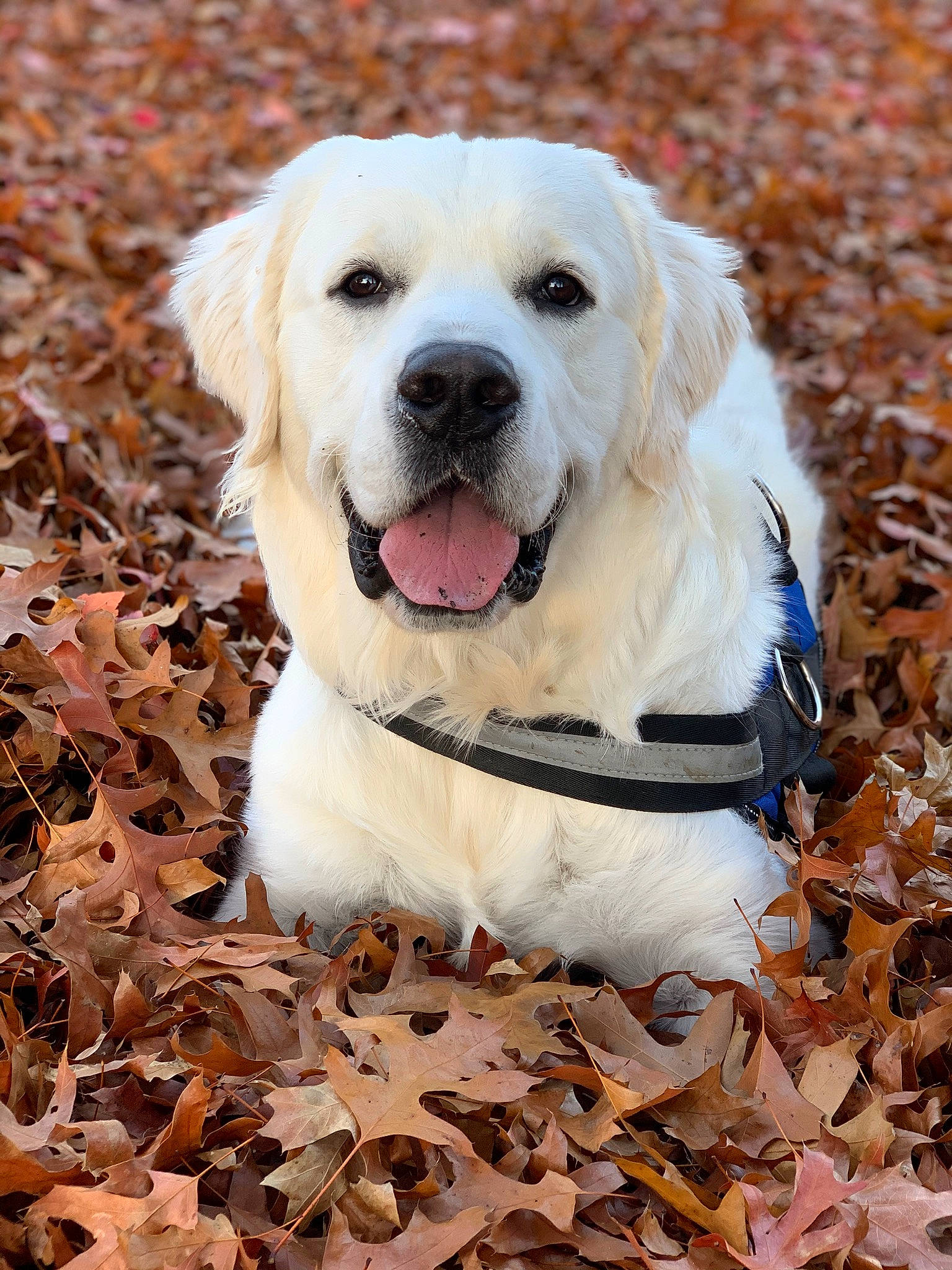 Glacier is registered to the contest to win money with this photo: adventure, akbash_dog, canidae, carnivore, companion_dog, dog, dog_breed, golden_retriever, labrador_retriever, mammal, puppy, retriever, snout, sporting_group, vertebrate