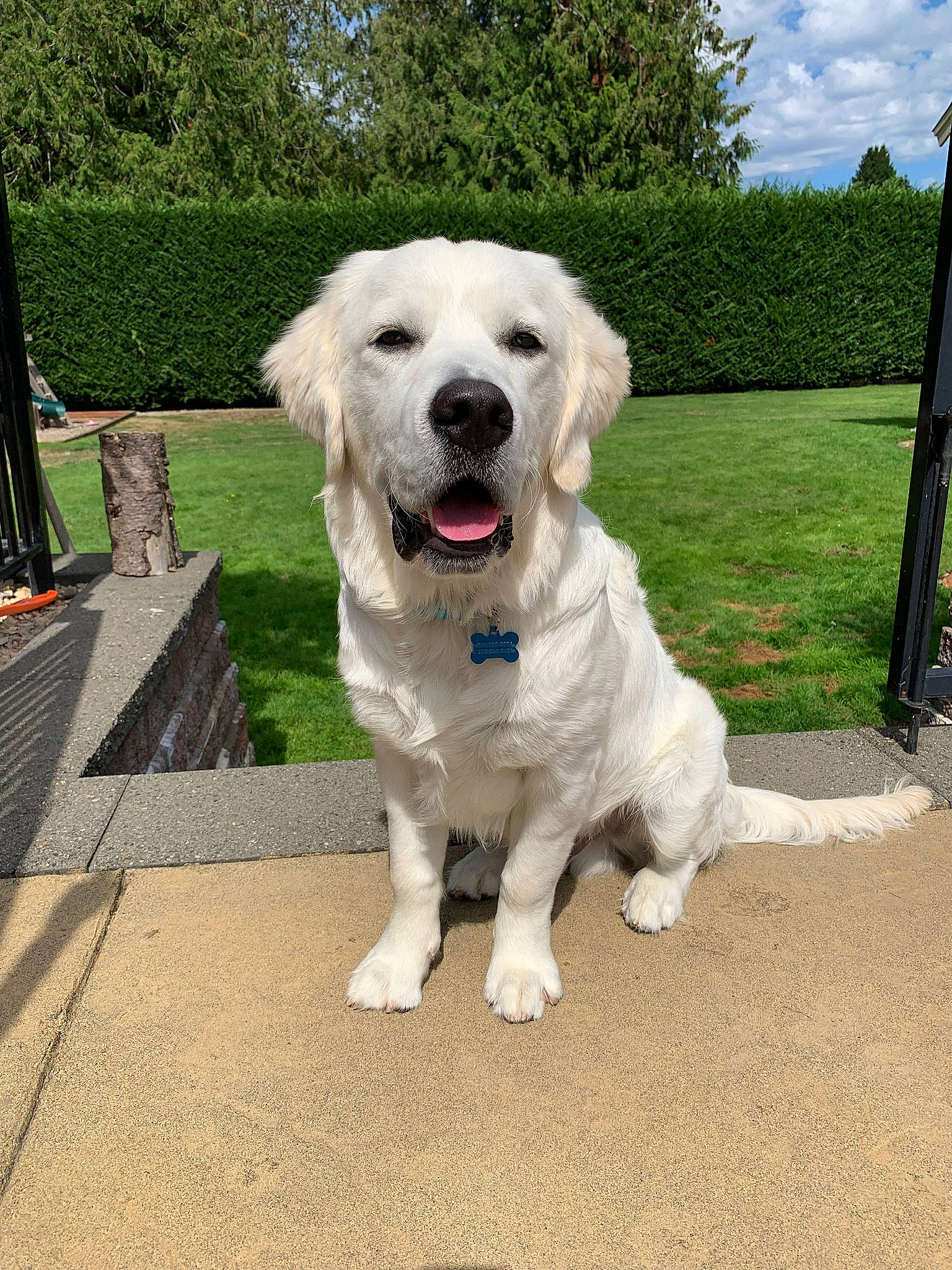 Glacier joined the competition — help win amazing prizes! akbash_dog, canidae, carnivore, companion_dog, dog, dog_breed, fawn, golden_retriever, great_pyrenees, kuvasz, labrador_retriever, livestock_guardian_dog, mammal, maremma_sheepdog, mucuchies, polish_tatra_sheepdog, retriever, slovak_cuvac, sporting_group, vertebrate