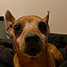dog, canine, small_dog, tan_fur, brown_fur, close_up, portrait, face, eyes, nose, ears, whiskers, curious, alert, sitting, indoors, couch, home, warm_lighting, pet