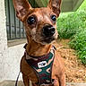 dog, small_dog, brown_dog, portrait, sitting, harness, leash, large_ears, wide_eyes, black_nose, short_hair, outdoor, porch, greenery, garden, close_up, pet, canine, camouflage, alert