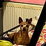 dog, small_dog, pointy_ears, brown_fur, sitting, bed, blanket, colorful_bedding, radiator, bedroom, indoors, pet, canine, portrait, front_facing, alert, dark_eyes, black_nose, cozy, home_interior
