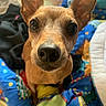 dog, puppy, small_dog, brown_fur, pointy_ears, close_up, portrait, pet, animal, adorable, curious, staring, black_nose, dark_eyes, indoors, bed, blanket, colorful_bedding, cozy, photography